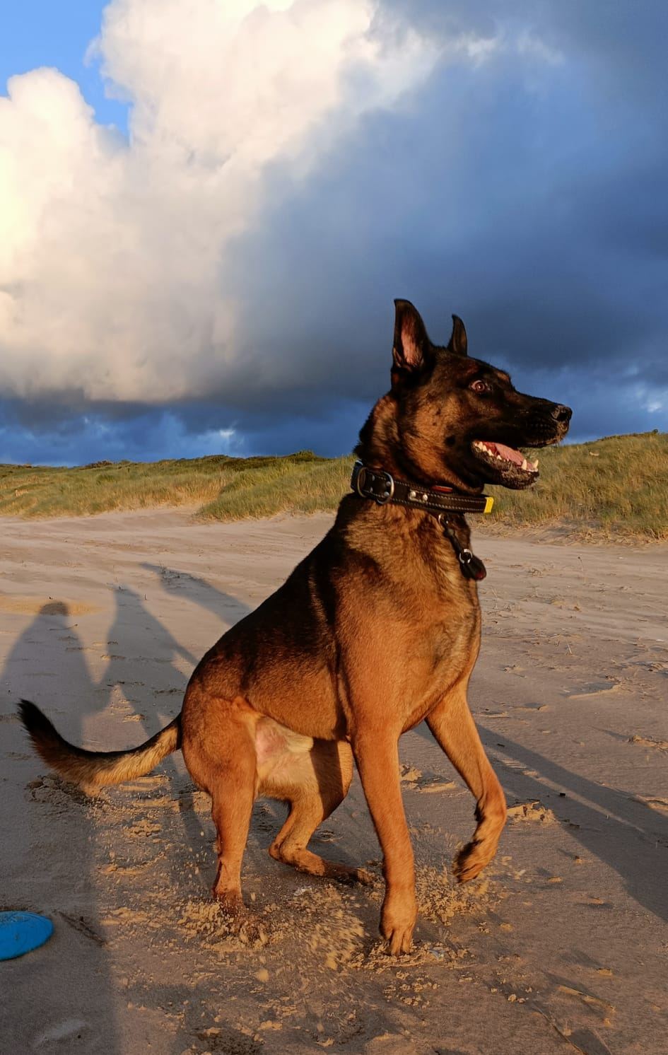 Luca, de hond van Marijke, tijdens een wandeling